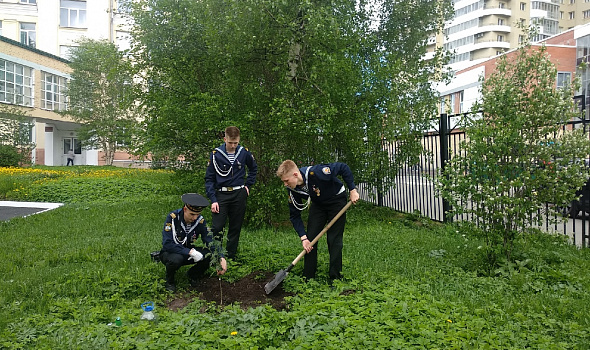 Посадка деревьев и кустарников